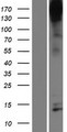 NPHS1 / Nephrin Protein - Western validation with an anti-DDK antibody * L: Control HEK293 lysate R: Over-expression lysate