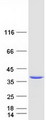 NPL / C112 Protein - Purified recombinant protein NPL was analyzed by SDS-PAGE gel and Coomassie Blue Staining