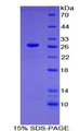 NPNT / Nephronectin Protein - Recombinant Nephronectin By SDS-PAGE
