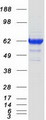 NPR3 Protein - Purified recombinant protein NPR3 was analyzed by SDS-PAGE gel and Coomassie Blue Staining
