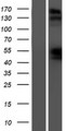 NPRB / NPR2 Protein - Western validation with an anti-DDK antibody * L: Control HEK293 lysate R: Over-expression lysate