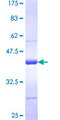 NR2C2AP / TRA16 Protein - 12.5% SDS-PAGE Stained with Coomassie Blue.