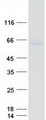 NR4A2 / NURR1 Protein - Purified recombinant protein NR4A2 was analyzed by SDS-PAGE gel and Coomassie Blue Staining