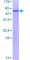 NR5A1 / SF1 Protein - 12.5% SDS-PAGE of human NR5A1 stained with Coomassie Blue