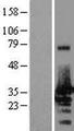 NRBF2 Protein - Western validation with an anti-DDK antibody * L: Control HEK293 lysate R: Over-expression lysate