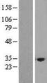 NRBP2 Protein - Western validation with an anti-DDK antibody * L: Control HEK293 lysate R: Over-expression lysate