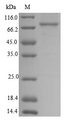 NRROS / LRRC33 Protein - (Tris-Glycine gel) Discontinuous SDS-PAGE (reduced) with 5% enrichment gel and 15% separation gel.