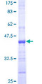 NSDHL Protein - 12.5% SDS-PAGE Stained with Coomassie Blue.