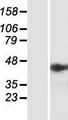 NSMCE4A / NSE4A Protein - Western validation with an anti-DDK antibody * L: Control HEK293 lysate R: Over-expression lysate