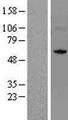 NSUN5 Protein - Western validation with an anti-DDK antibody * L: Control HEK293 lysate R: Over-expression lysate