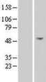 NSUN7 Protein - Western validation with an anti-DDK antibody * L: Control HEK293 lysate R: Over-expression lysate