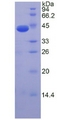 NT-proANP Protein - Recombinant  N-Terminal Pro-Atrial Natriuretic Peptide By SDS-PAGE