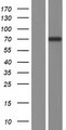 NT5C1B Protein - Western validation with an anti-DDK antibody * L: Control HEK293 lysate R: Over-expression lysate