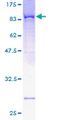 NT5C2 Protein - 12.5% SDS-PAGE of human NT5C2 stained with Coomassie Blue