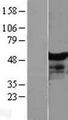 NT5DC1 Protein - Western validation with an anti-DDK antibody * L: Control HEK293 lysate R: Over-expression lysate