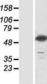 NT5DC3 Protein - Western validation with an anti-DDK antibody * L: Control HEK293 lysate R: Over-expression lysate