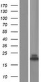 NUDCD2 Protein - Western validation with an anti-DDK antibody * L: Control HEK293 lysate R: Over-expression lysate