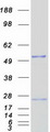 NUDT12 Protein - Purified recombinant protein NUDT12 was analyzed by SDS-PAGE gel and Coomassie Blue Staining