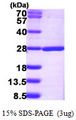 NUDT16L1 Protein