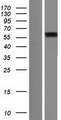 NUFIP1 / NUFIP Protein - Western validation with an anti-DDK antibody * L: Control HEK293 lysate R: Over-expression lysate