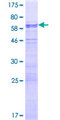 NUFIP1 / NUFIP Protein - 12.5% SDS-PAGE of human NUFIP1 stained with Coomassie Blue