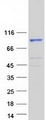 NUGGC Protein - Purified recombinant protein NUGGC was analyzed by SDS-PAGE gel and Coomassie Blue Staining