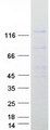 NUP133 Protein - Purified recombinant protein NUP133 was analyzed by SDS-PAGE gel and Coomassie Blue Staining