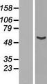 NUP54 Protein - Western validation with an anti-DDK antibody * L: Control HEK293 lysate R: Over-expression lysate