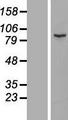 NUP93 Protein - Western validation with an anti-DDK antibody * L: Control HEK293 lysate R: Over-expression lysate