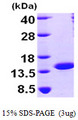 NUTF2 / PP15 Protein