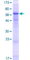 NXPE1 / FAM55A Protein - 12.5% SDS-PAGE of human FAM55A stained with Coomassie Blue