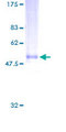 NXPH3 / Neurexophilin 3 Protein - 12.5% SDS-PAGE of human NXPH3 stained with Coomassie Blue
