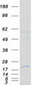NXT1 Protein - Purified recombinant protein NXT1 was analyzed by SDS-PAGE gel and Coomassie Blue Staining