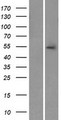 NYX Protein - Western validation with an anti-DDK antibody * L: Control HEK293 lysate R: Over-expression lysate