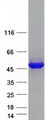 OAT Protein - Purified recombinant protein OAT was analyzed by SDS-PAGE gel and Coomassie Blue Staining