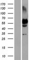 OC90 Protein - Western validation with an anti-DDK antibody * L: Control HEK293 lysate R: Over-expression lysate