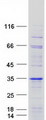 ODF3 Protein - Purified recombinant protein ODF3 was analyzed by SDS-PAGE gel and Coomassie Blue Staining
