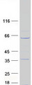 ODF3L1 Protein - Purified recombinant protein ODF3L1 was analyzed by SDS-PAGE gel and Coomassie Blue Staining