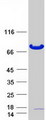 OGFOD1 Protein - Purified recombinant protein OGFOD1 was analyzed by SDS-PAGE gel and Coomassie Blue Staining