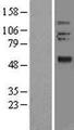OLFM2 / Olfactomedin-2 Protein - Western validation with an anti-DDK antibody * L: Control HEK293 lysate R: Over-expression lysate