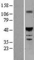 ONECUT1 / HNF6 Protein - Western validation with an anti-DDK antibody * L: Control HEK293 lysate R: Over-expression lysate