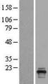 OOSP2 / PLAC1L Protein - Western validation with an anti-DDK antibody * L: Control HEK293 lysate R: Over-expression lysate