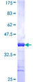OPTIMEDIN / OLFM3 Protein - 12.5% SDS-PAGE Stained with Coomassie Blue.