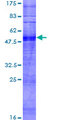 OR10G9 Protein - 12.5% SDS-PAGE of human OR10G9 stained with Coomassie Blue