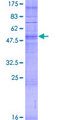OR10P1 Protein - 12.5% SDS-PAGE of human OR10P1 stained with Coomassie Blue