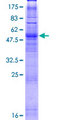 OR10S1 Protein - 12.5% SDS-PAGE of human OR10S1 stained with Coomassie Blue
