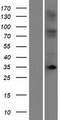 OR10T2 Protein - Western validation with an anti-DDK antibody * L: Control HEK293 lysate R: Over-expression lysate