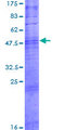 OR10T2 Protein - 12.5% SDS-PAGE of human OR10T2 stained with Coomassie Blue