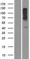 OR10X1 Protein - Western validation with an anti-DDK antibody * L: Control HEK293 lysate R: Over-expression lysate