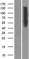 OR10Z1 Protein - Western validation with an anti-DDK antibody * L: Control HEK293 lysate R: Over-expression lysate